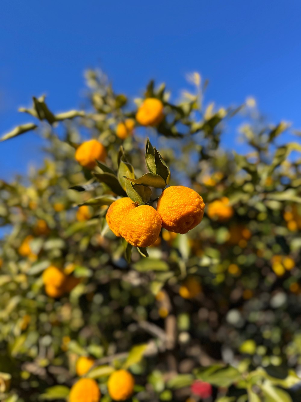 「柚子」とかけて「富士山」と解く♪